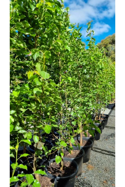 Груша Лимонка саджанці в контейнері